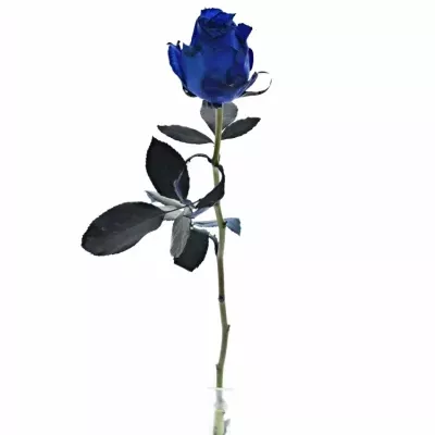 ROSA QUEEN OF AFRICA 60cm - MODRÁ RUŽA (XXL)