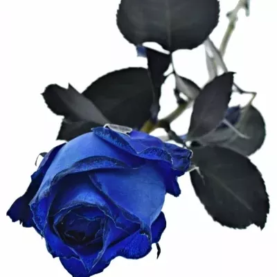 ROSA QUEEN OF AFRICA 60cm - MODRÁ RUŽA (XXL)