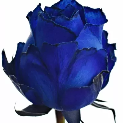Modrá růže BLUE QUEEN OF AFRICA 60cm (XL)