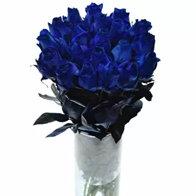 ROSA QUEEN OF AFRICA 60cm - MODRÁ RUŽA (XXL)