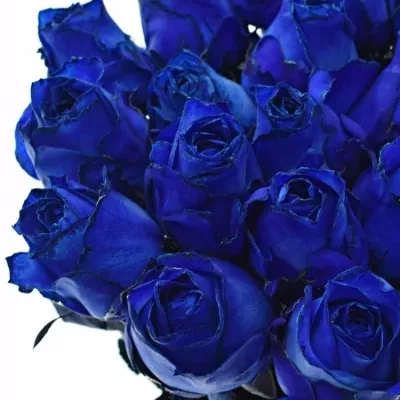 ROSA QUEEN OF AFRICA 60cm - MODRÁ RUŽA (XXL)