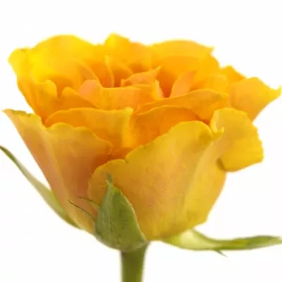 Čajová růže RADIO! 40cm (M)