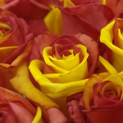 ROSA RAINBOW CATALONIE