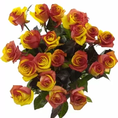 ROSA RAINBOW CATALONIE