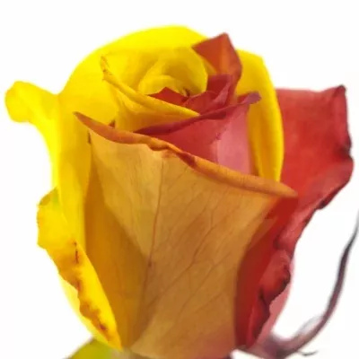 Duhová růže RAINBOW CATALONIE 70cm (L)
