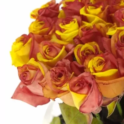 ROSA RAINBOW CATALONIE