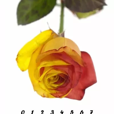 ROSA RAINBOW CATALONIE