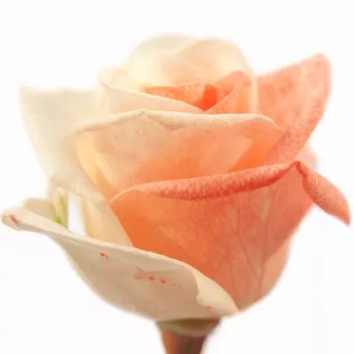 Duhová růže RAINBOW ROSEWHITE 65cm (M)