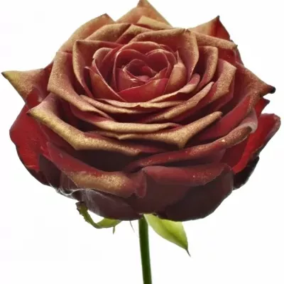 Rudá růže RED NAOMI! ANTIQUE 60cm (M)