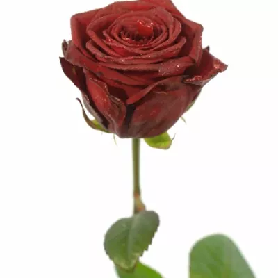 ROSA RED NAOMI! GLITTER LOVE 