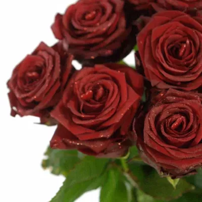 ROSA RED NAOMI! GLITTER LOVE 