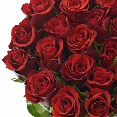ROSA RED RIBBON