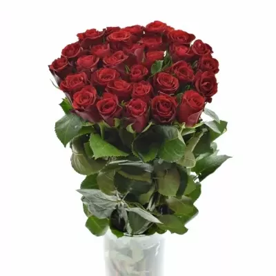 ROSA RED RIBBON