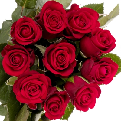Červená ruža RED RIBBON 50cm (M)