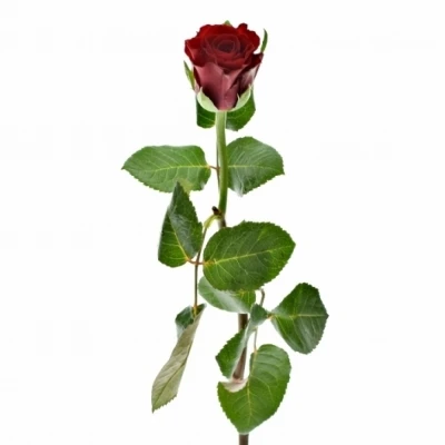 ROSA RED RIBBON
