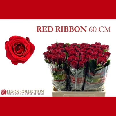 ROSA RED RIBBON