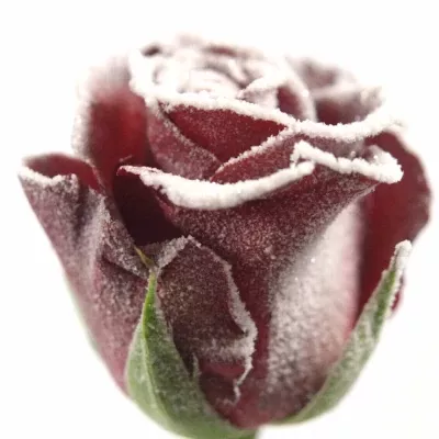 Červená růže RED RIBBON FROST 50cm (M) 