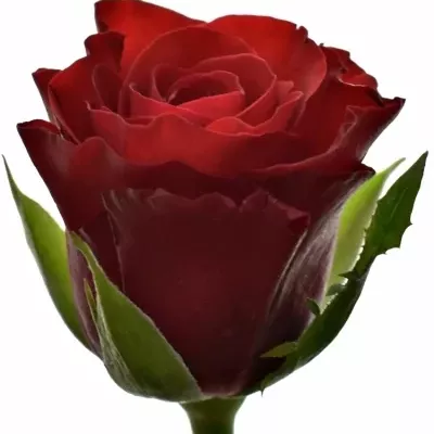 Červená růže RED RIBBON 50cm (L)