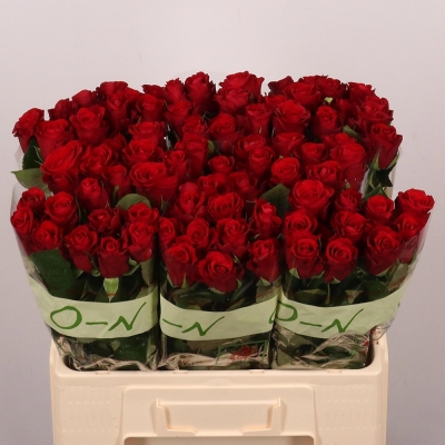 ROSA RED RIBBON