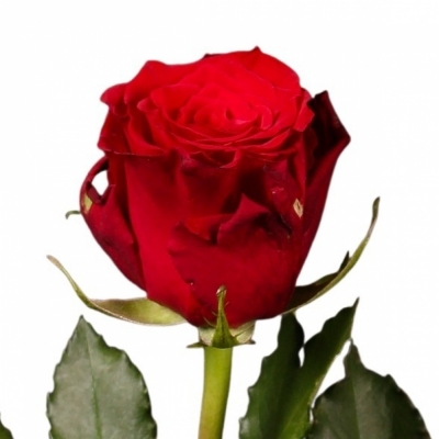 Červená ruža RED RIBBON 50cm (L)