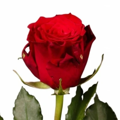 ROSA RED RIBBON