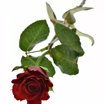 ROSA RED RIBBON