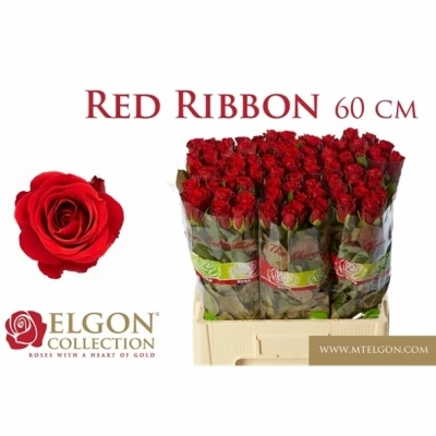 ROSA RED RIBBON