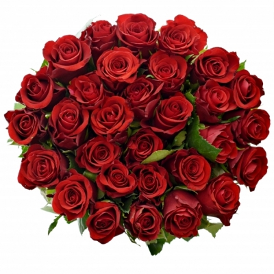 Červená ruža RED RIBBON 40cm (M)