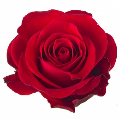 Červená ruža RED RIBBON 50cm (L)