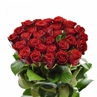 Červená ruža RED RIBBON 70cm (M)