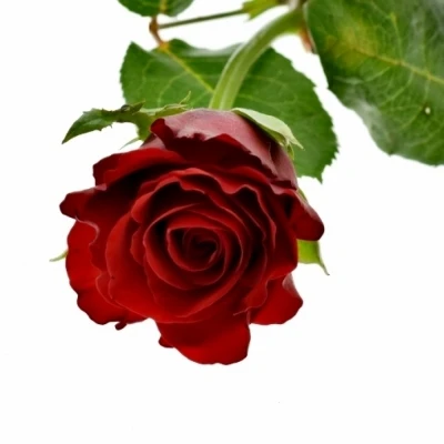 ROSA RED RIBBON