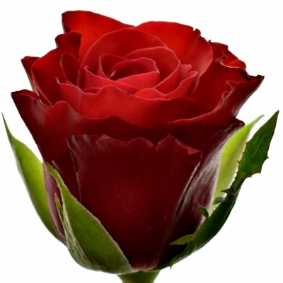 Červená růže RED RIBBON 50cm (L)