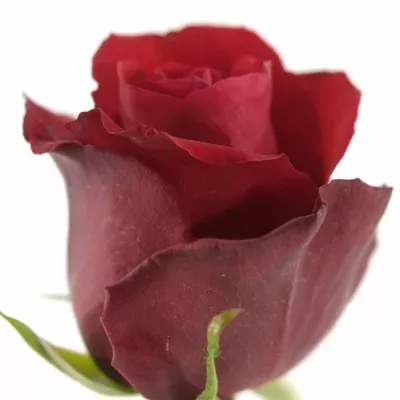Červená růže RESPECT 50cm (M)
