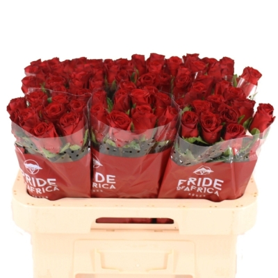 ROSA REVOLUTION 50cm (M)