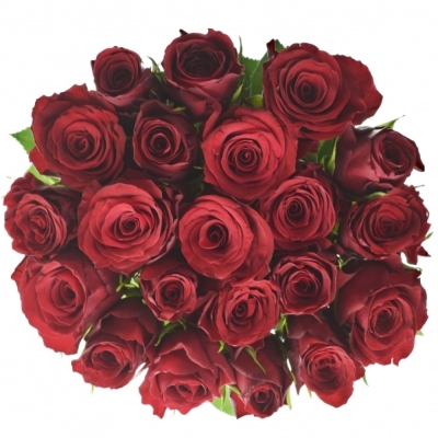 ROSA REVOLUTION 50cm (M)