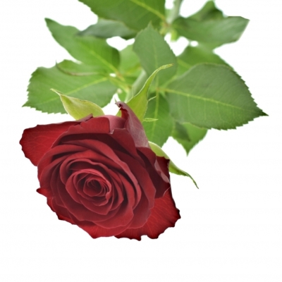 ROSA REVOLUTION 50cm (M)