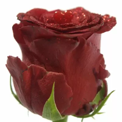 Červená růže RHODOS GLITTER LOVE 60cm (L)
