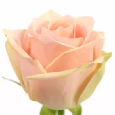 Růžová růže ROYAL PINK 60cm (M)