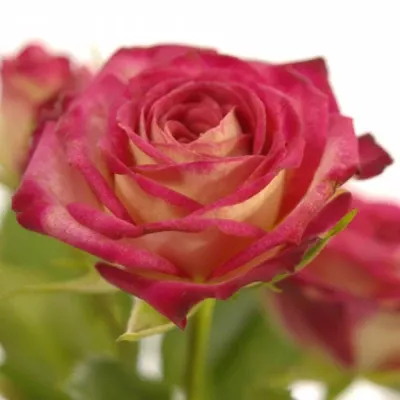 Vícebarevná růže trsová RUBYELLA 50cm/5+