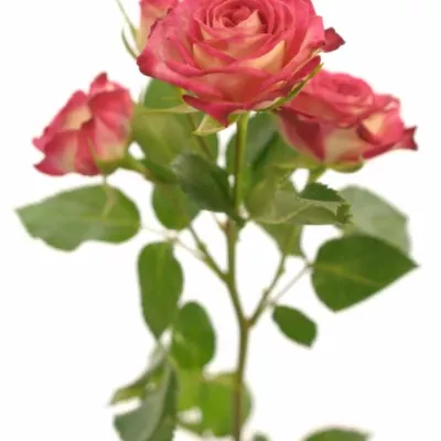 ROSA RUBYELLA 40cm/3+