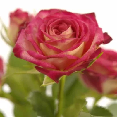 ROSA RUBYELLA 40cm/3+