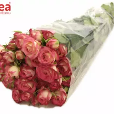 ROSA RUBYELLA 40cm/3+