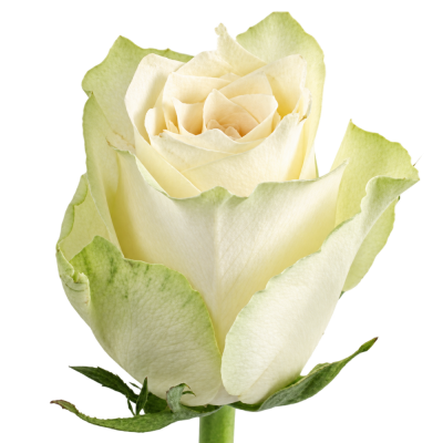 Bílá růže ATHENA 50cm (M)