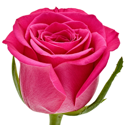 Růžová růže FUCHSIANA 50cm (M)