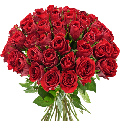 35 ROSA MADAM RED