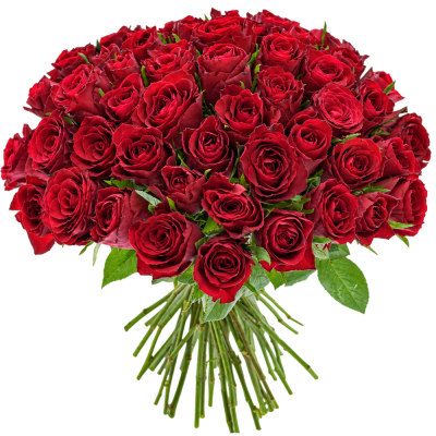 55 ROSA Madam Red