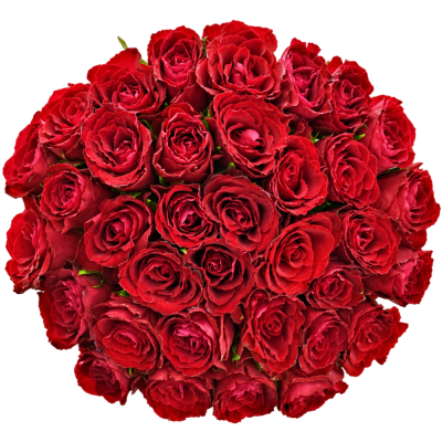 35 ROSA MADAM RED