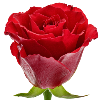 Červená růže RED CALYPSO 60cm (M)