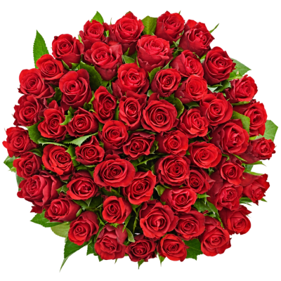 Červená růže SIMPLY RED