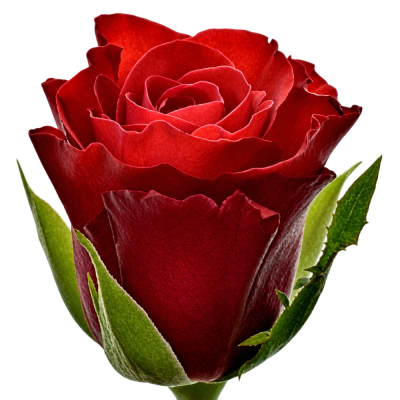 Červená růže SIMPLY RED+ 70 cm (M)